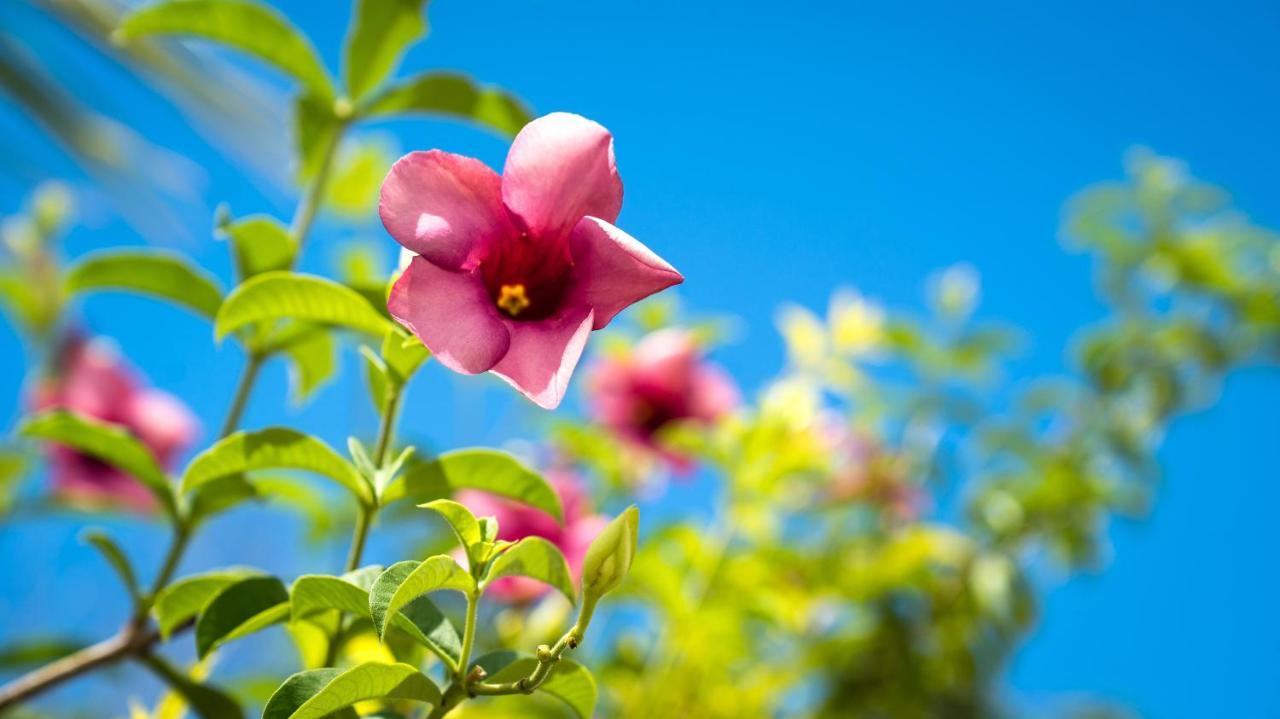 Alha Villa Baie Lazare  エクステリア 写真
