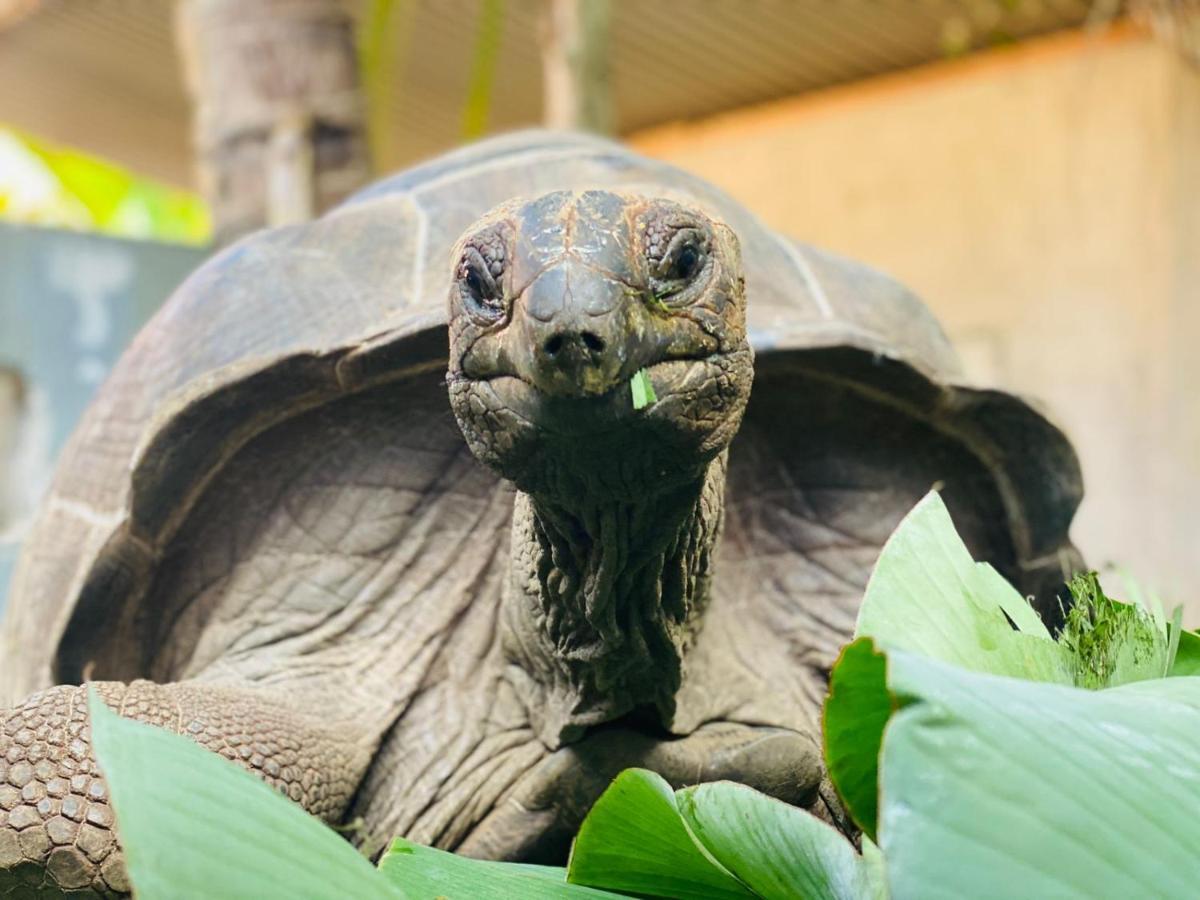 Alha Villa Baie Lazare  エクステリア 写真